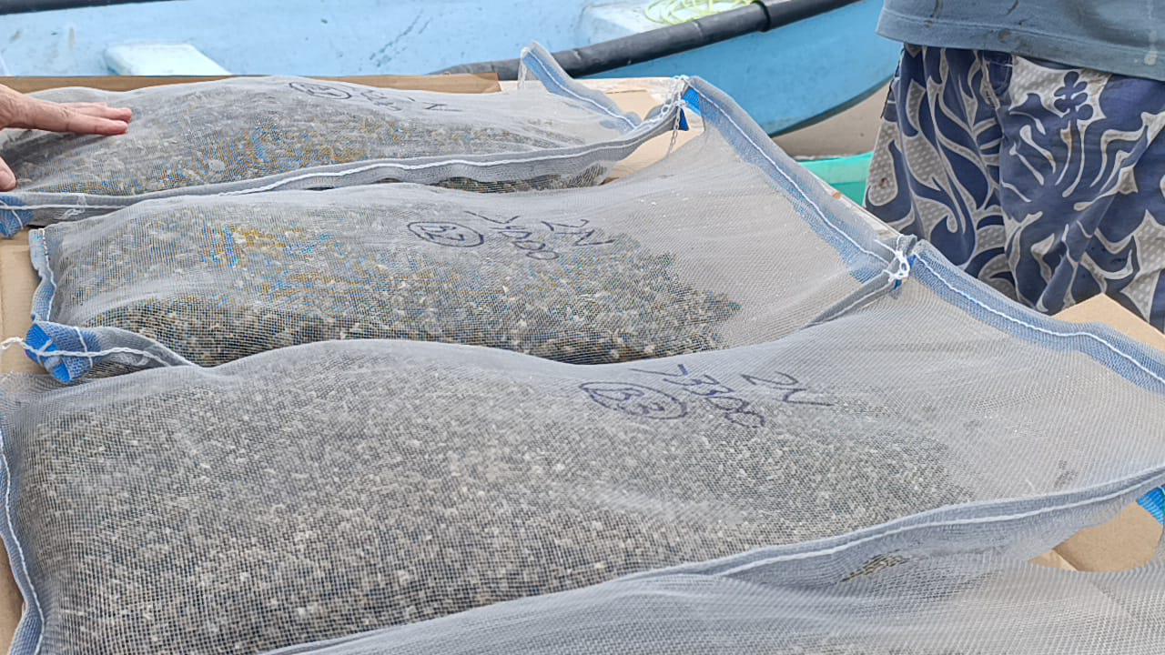 $!Apoya Cosinar a cooperativa de Teacapán con entrega de semillas de ostión
