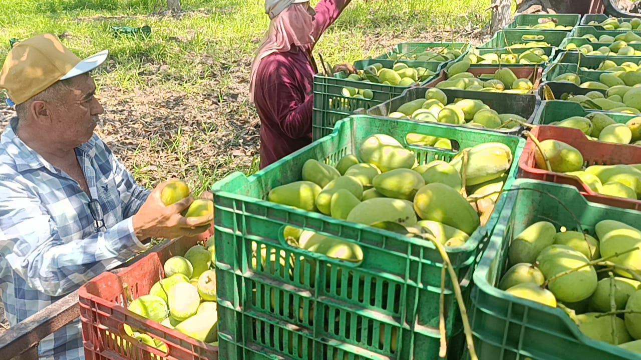 $!Sequía amenaza cosecha de mango en el sur de Sinaloa; podría disminuir un 40%
