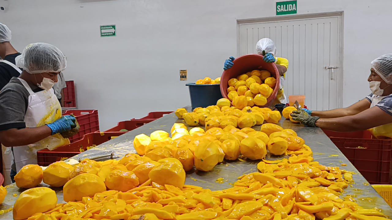 $!Apuestan por la transformación del mango en Escuinapa
