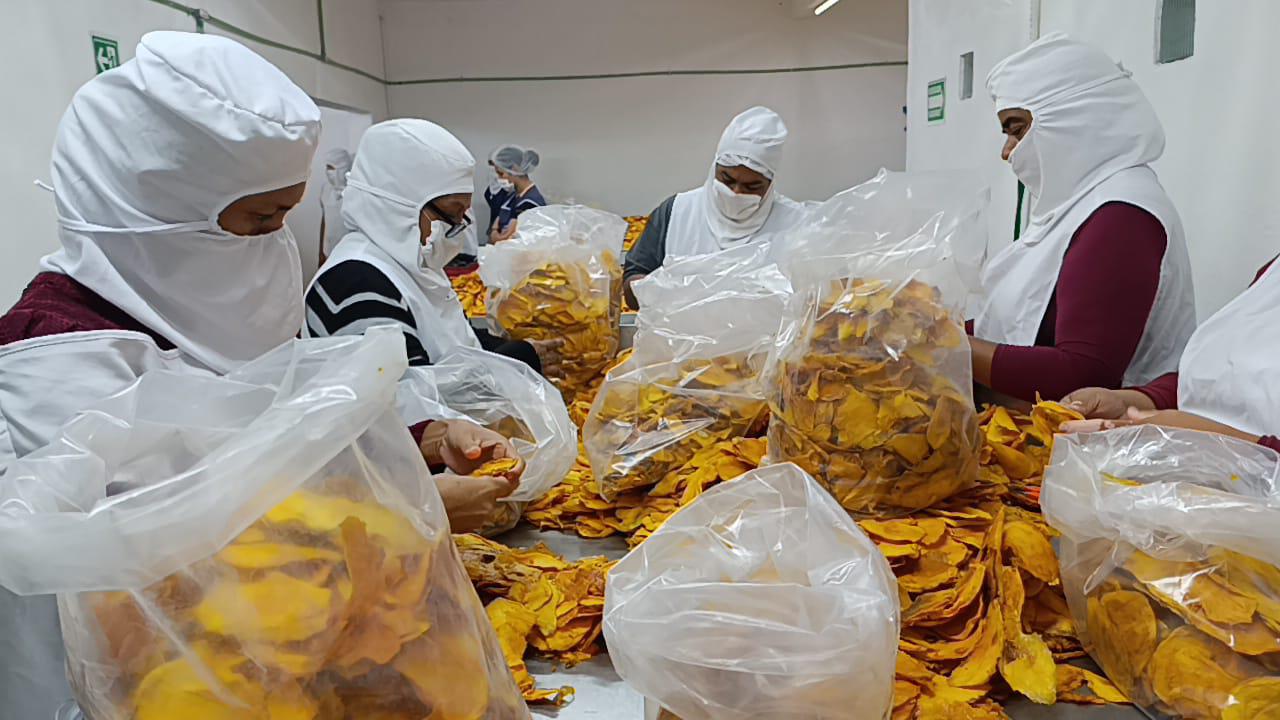 $!Apuestan por la transformación del mango en Escuinapa