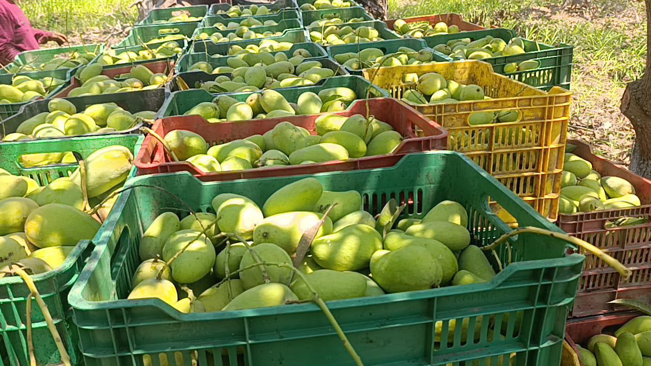 $!Inicia en Escuinapa temporada de mango