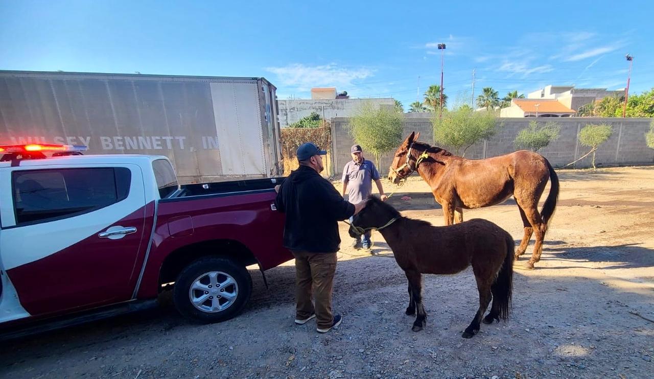$!Apoya Protección Civil local a ubicar y capturar a los caballos que andaban sueltos en el sector Tres Ríos