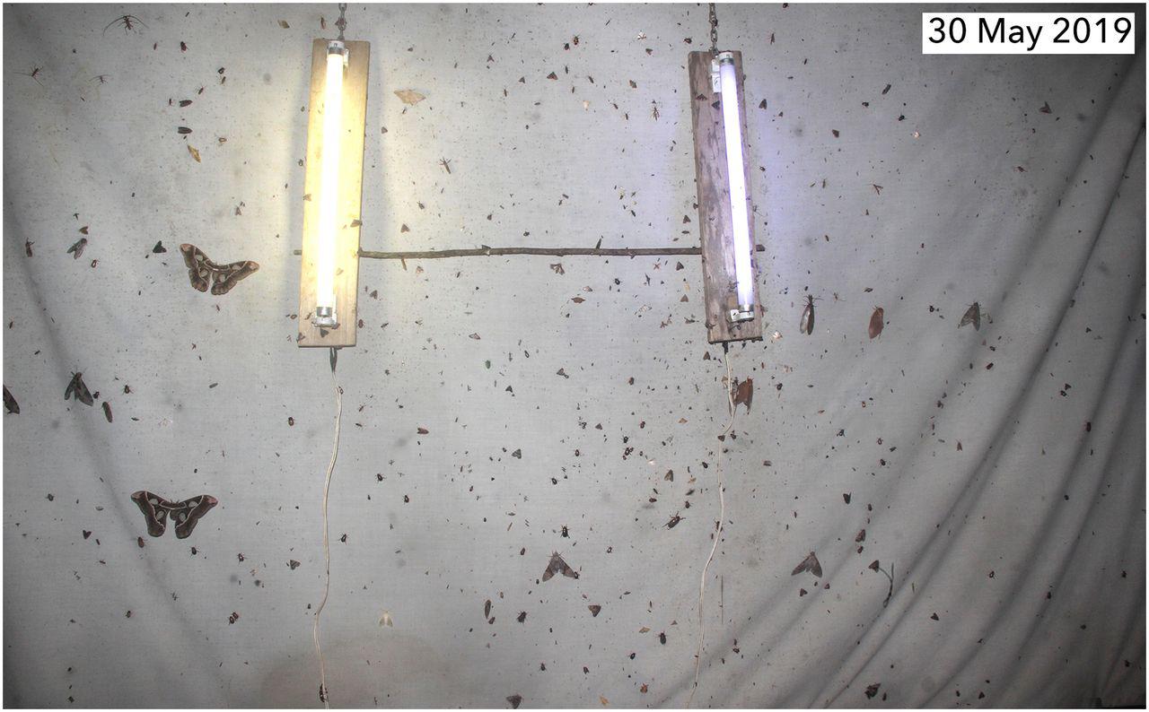 $!La imagen de arriba muestra un conjunto de polillas en los 80 en la trampa de luz de de Cliff Top en los bosques secos del Área de Conservation Guanacaste en Costa Rica. La imagen de abajo es del mismo lugar en 2019 en el mismo momento del ciclo lunar. “Este cambio dramático en la densidad y riqueza de especies es representativo de las capturas en las trampas de luz en el bosque seco al principio de las lluvias”, dicen los autores.