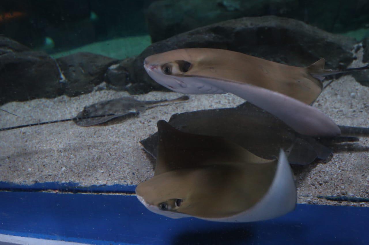 $!‘Emerge del océano’ Nuevo Acuario Mazatlán Mar de Cortés y muestra su belleza al mundo