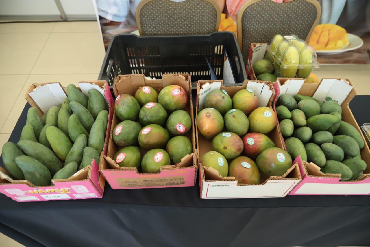 $!Ponen en marcha en Mazatlán Simposio Internacional de Mango