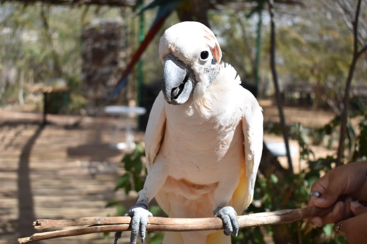 $!Ostok, el santuario que refugia a más de 400 animales rescatados