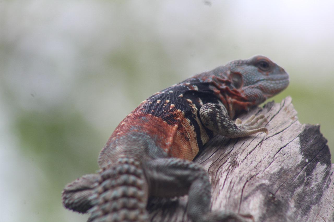 $!La iguana pierde cada vez más su hábitat y está en riesgo de extinción.