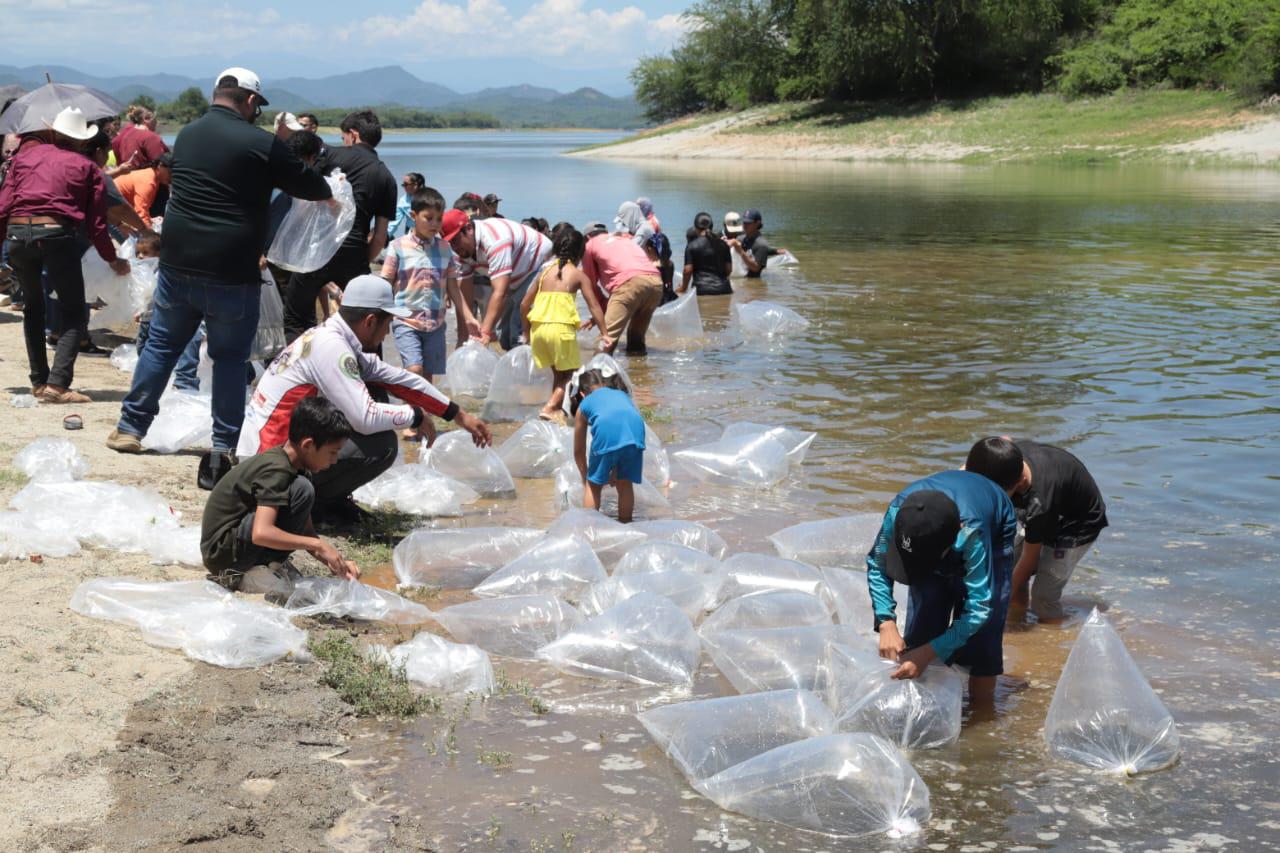 $!Inician en Presa Picachos Programa de Repoblamiento de Embalses y Presas en Sinaloa