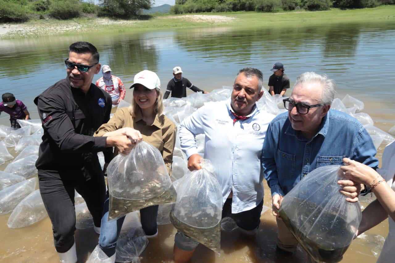 $!Inician en Presa Picachos Programa de Repoblamiento de Embalses y Presas en Sinaloa