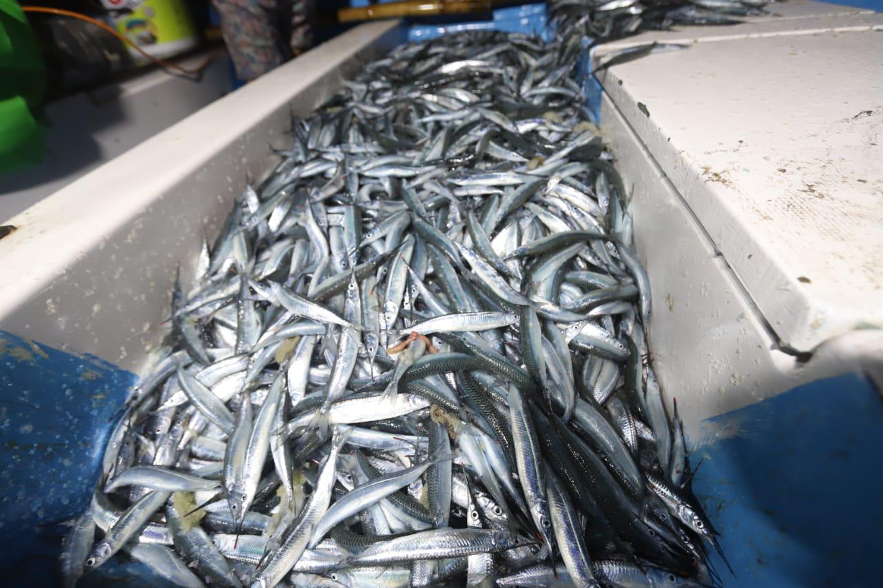 $!Regresa la pesca de pajaritos a Mazatlán