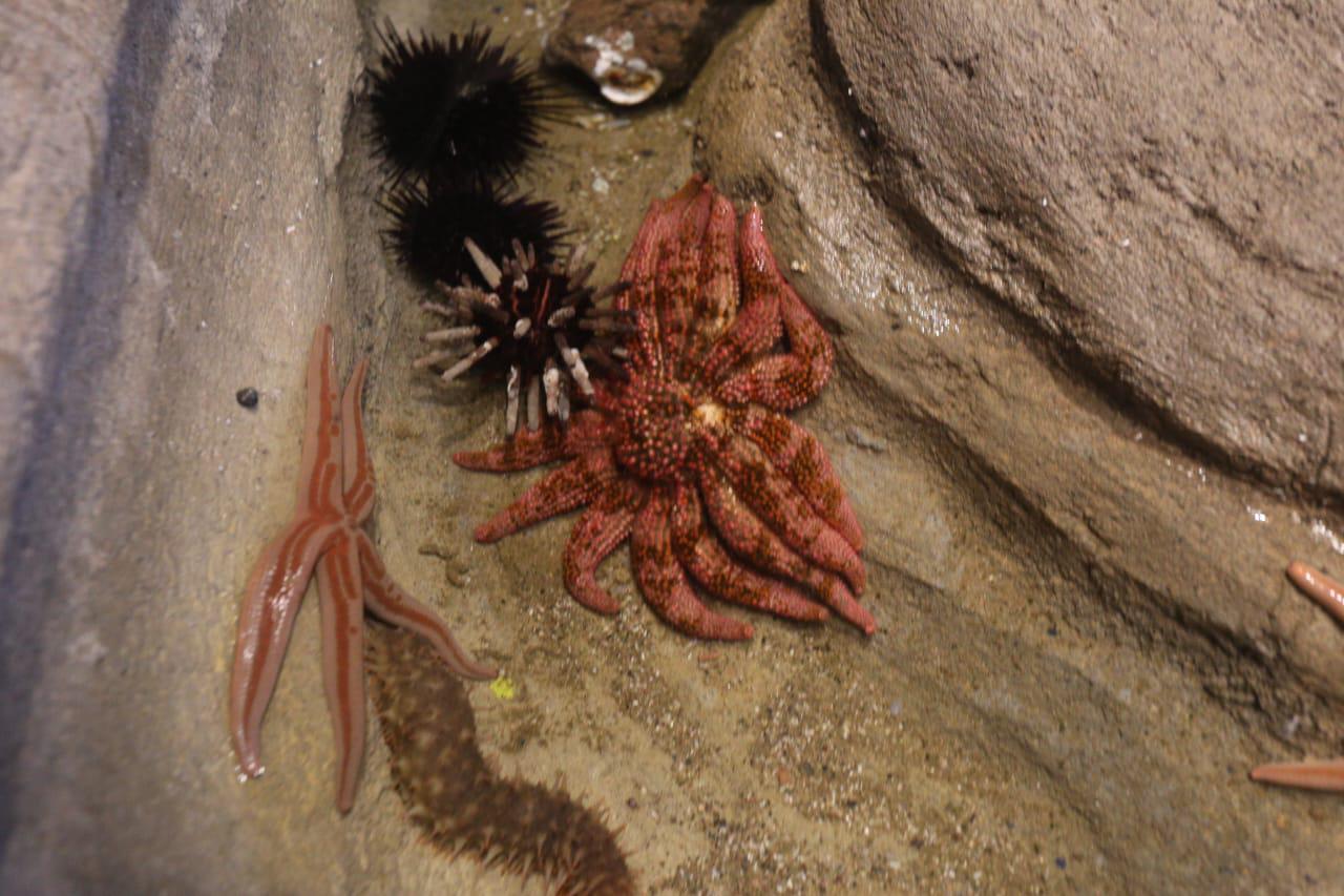 $!‘Emerge del océano’ Nuevo Acuario Mazatlán Mar de Cortés y muestra su belleza al mundo