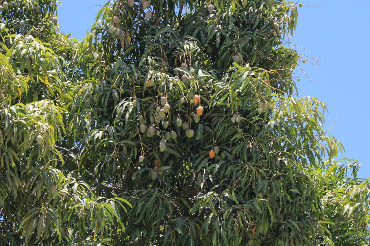 $!El mango del país es el primer manjar a saborear de la temporada