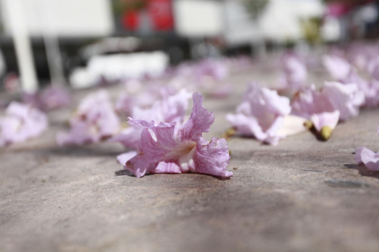 $!Llenan amapas de color a Culiacán