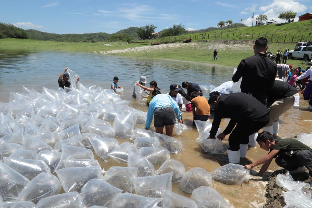 $!Inician en Presa Picachos Programa de Repoblamiento de Embalses y Presas en Sinaloa