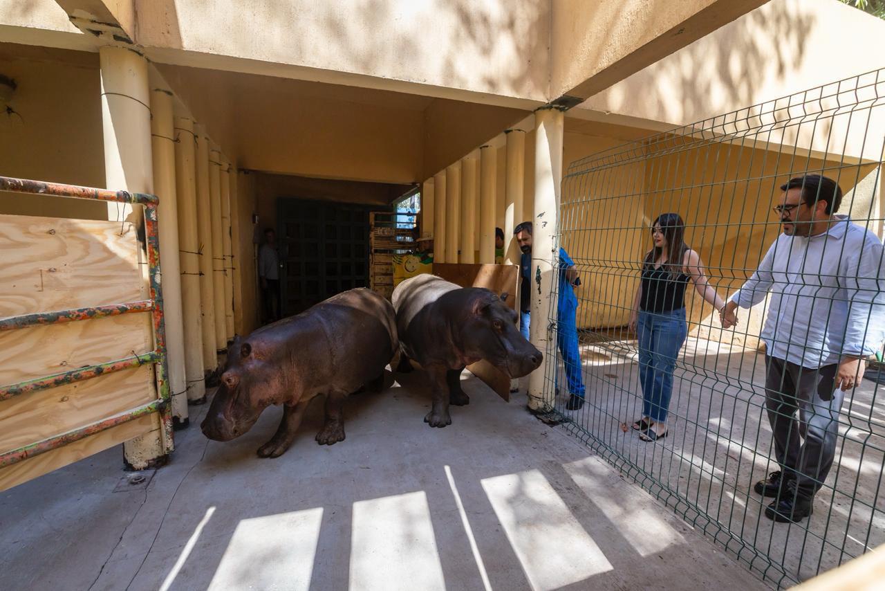 $!Adquiere Zoológico de Culiacán una pareja de hipopótamos