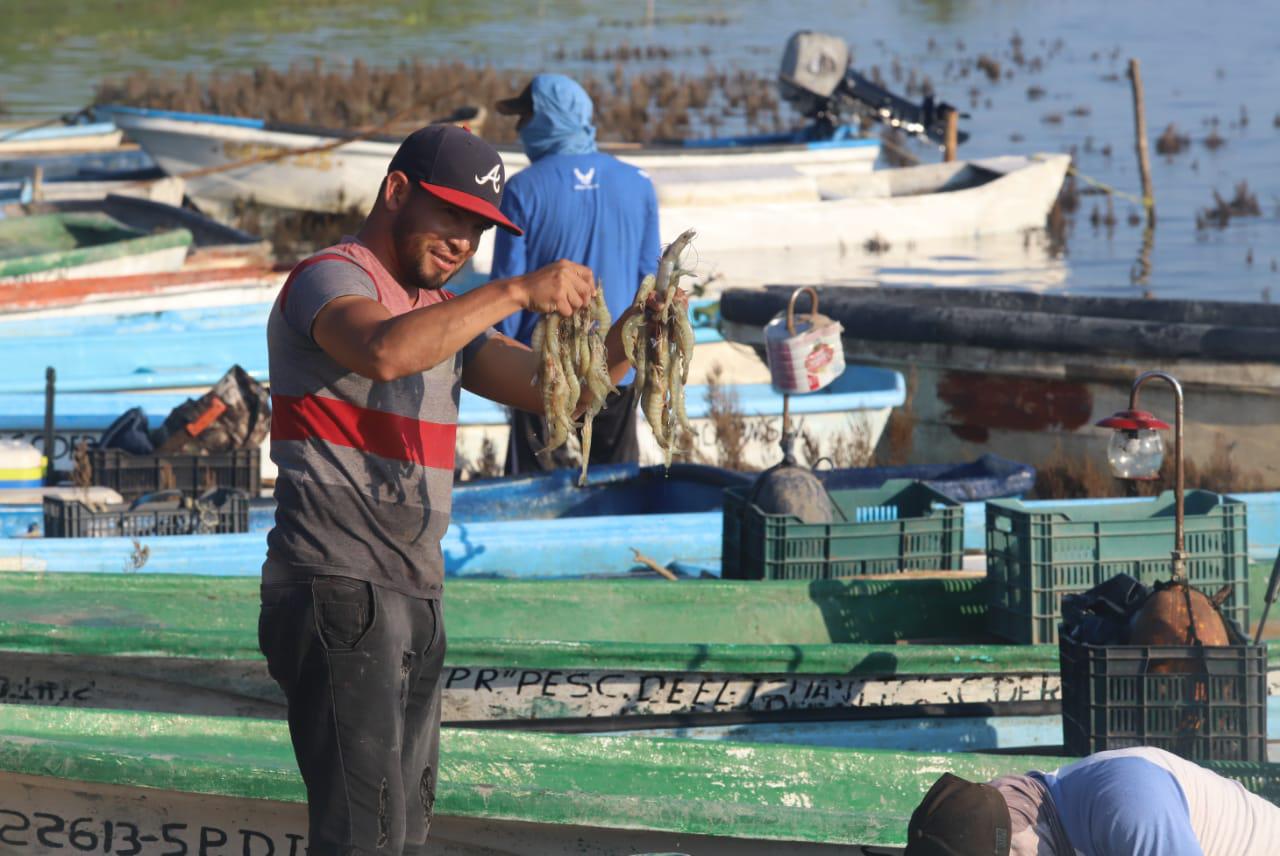 $!Reportan poca captura en el primer día de pesca del camarón