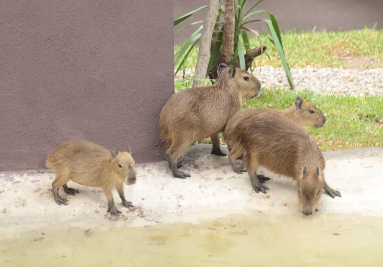 $!Presenta el Gran Acuario Mazatlán a sus nuevas inquilinas, cuatro capibaras