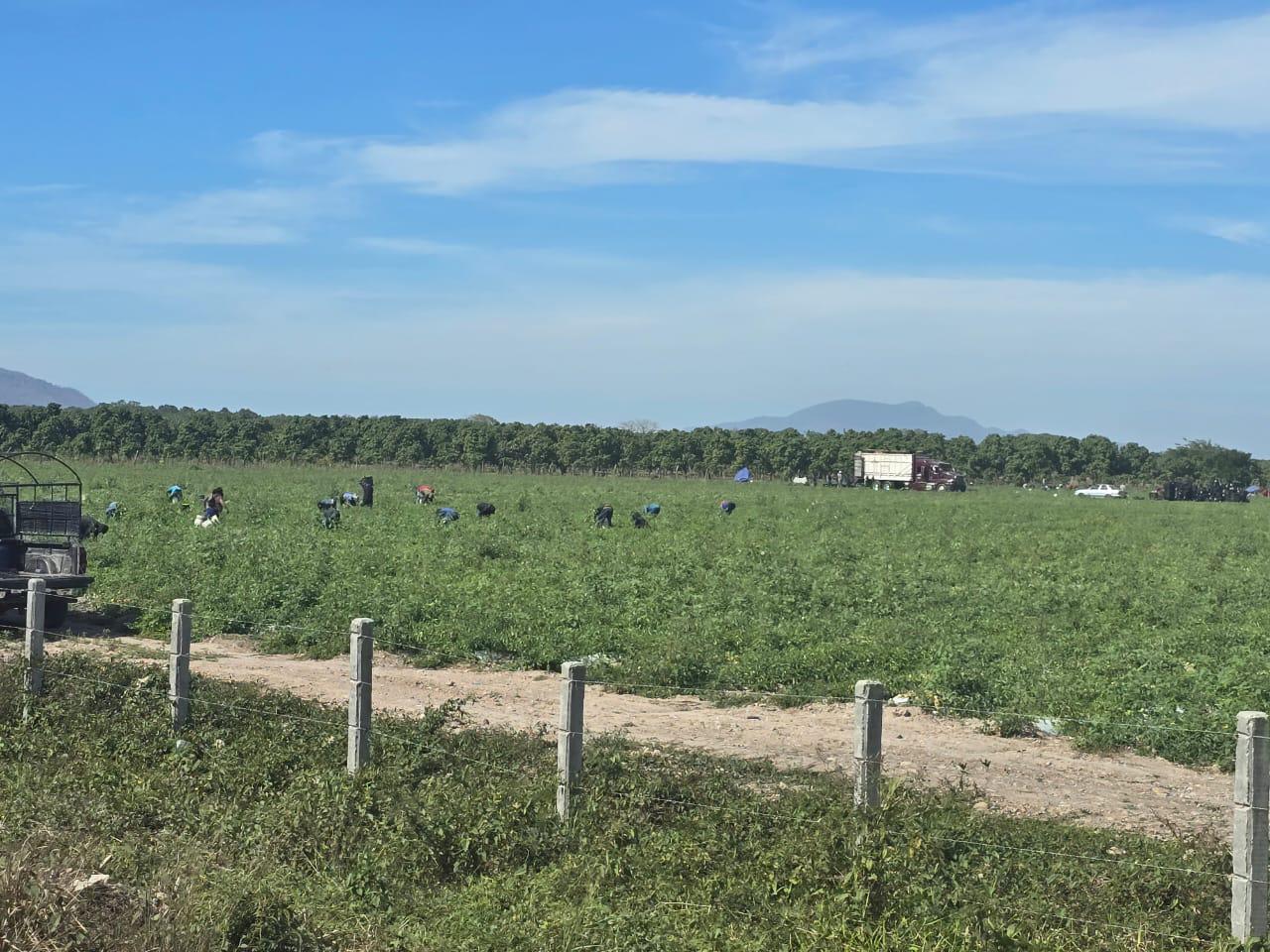 $!‘Fue un año catastrófico para la hortaliza’: AARB