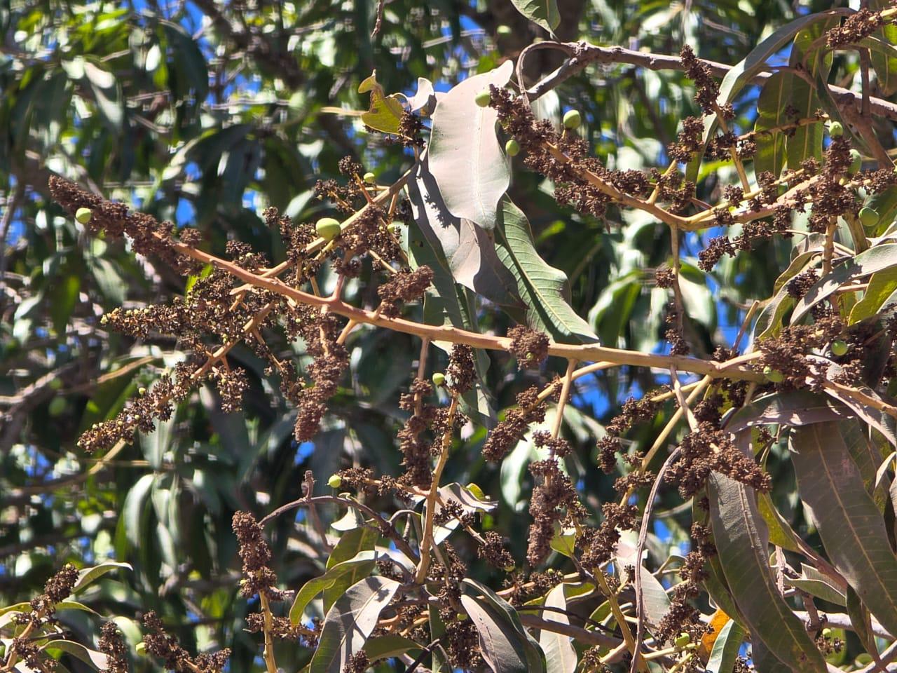 $!Huertas de mango de Rosario sufren el aborto de la fruta por la sequía