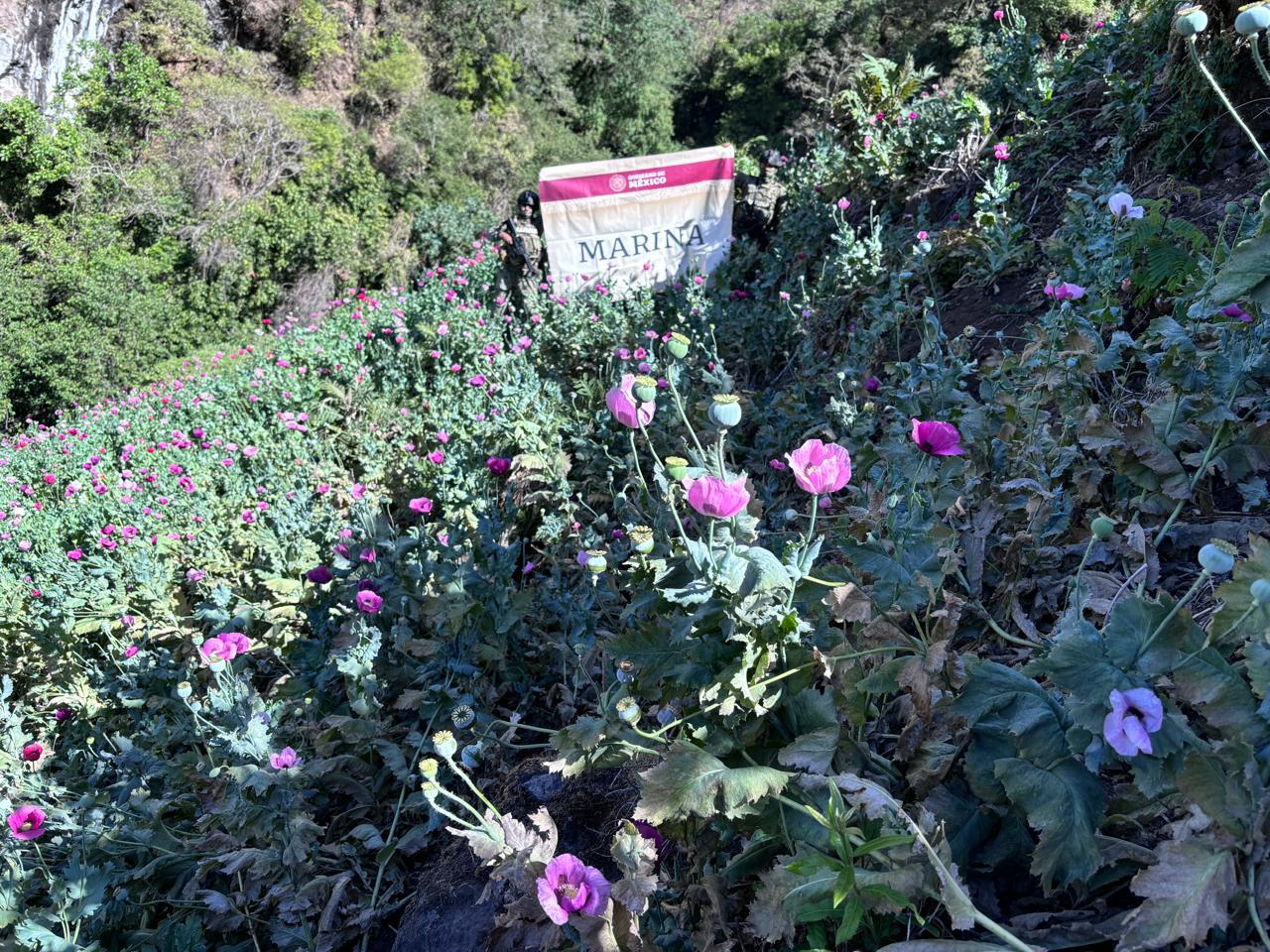 $!Marina localiza y erradica 24 plantíos de amapola en Nayarit