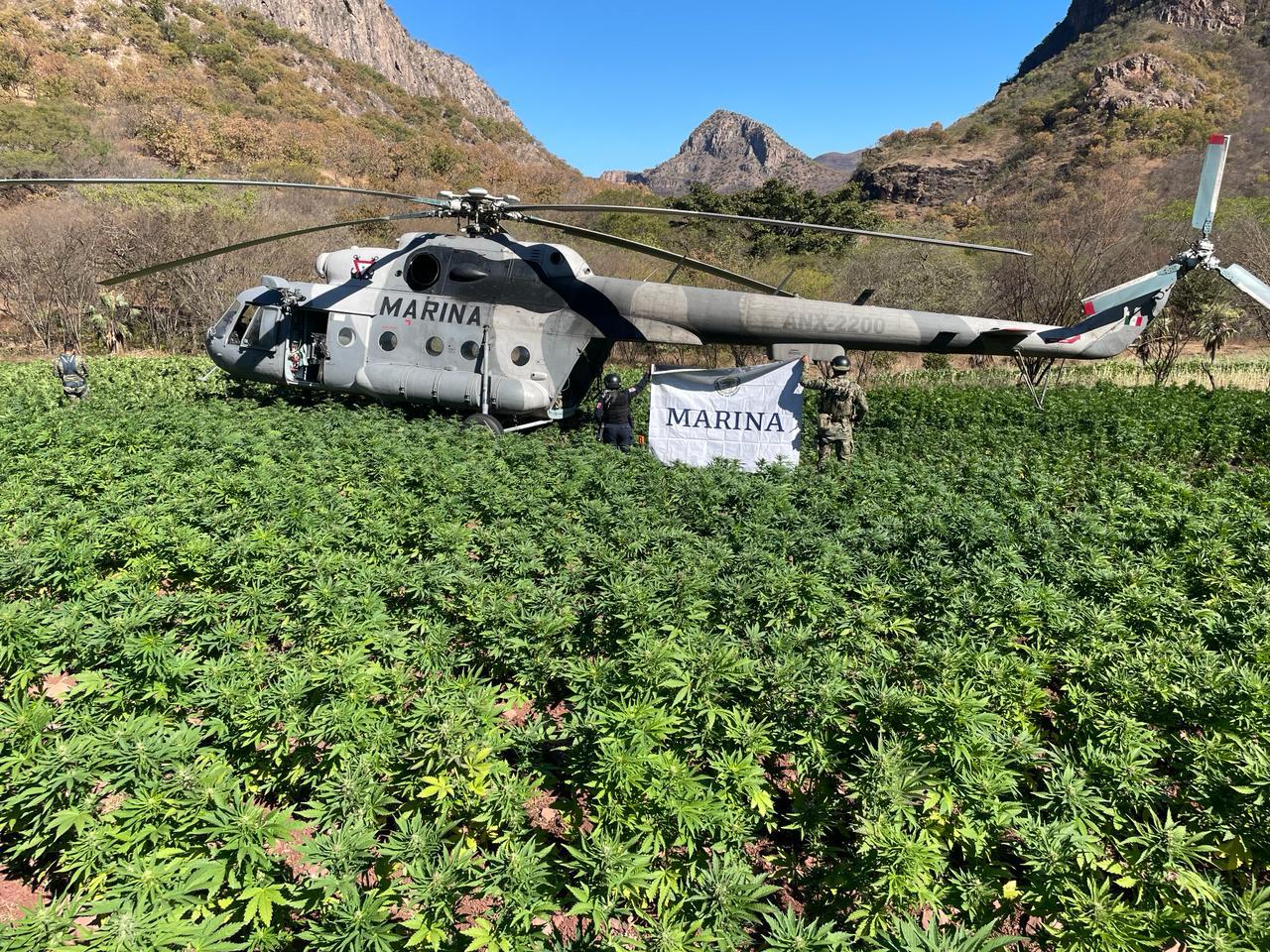 $!Marina localiza y destruye plantíos de mariguana en Sinaloa de Leyva