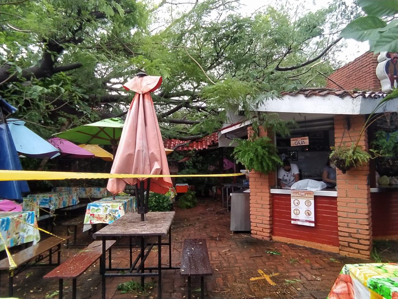 $!Vientos derriban gran árbol sobre Carnitas ‘El Bigotes’, en Mazatlán