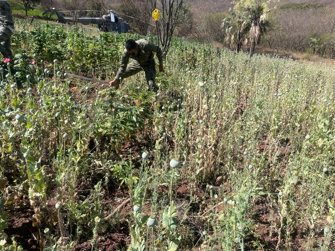 $!Marina localiza y destruye plantíos de mariguana en Sinaloa de Leyva