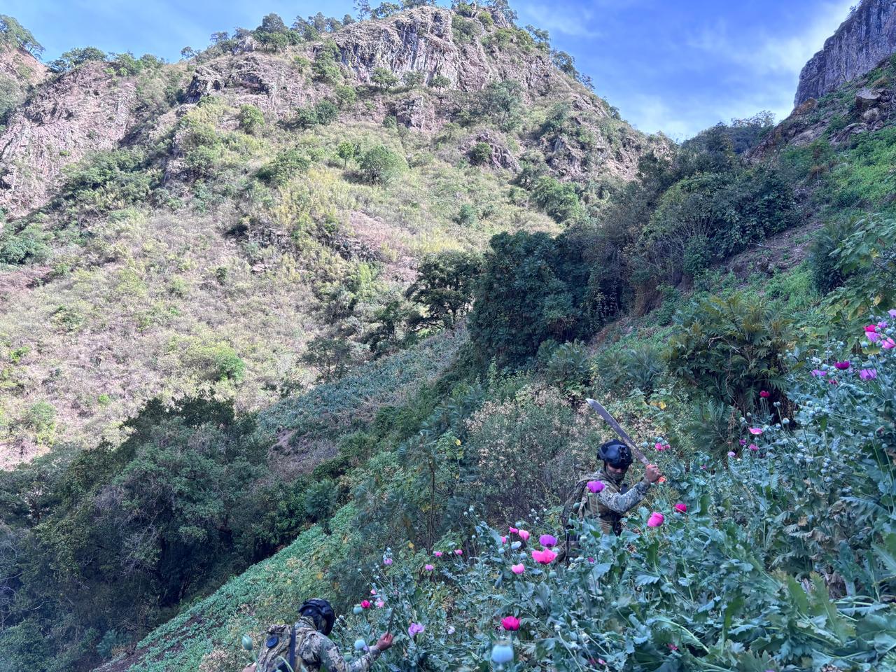 $!Marina localiza y erradica 24 plantíos de amapola en Nayarit