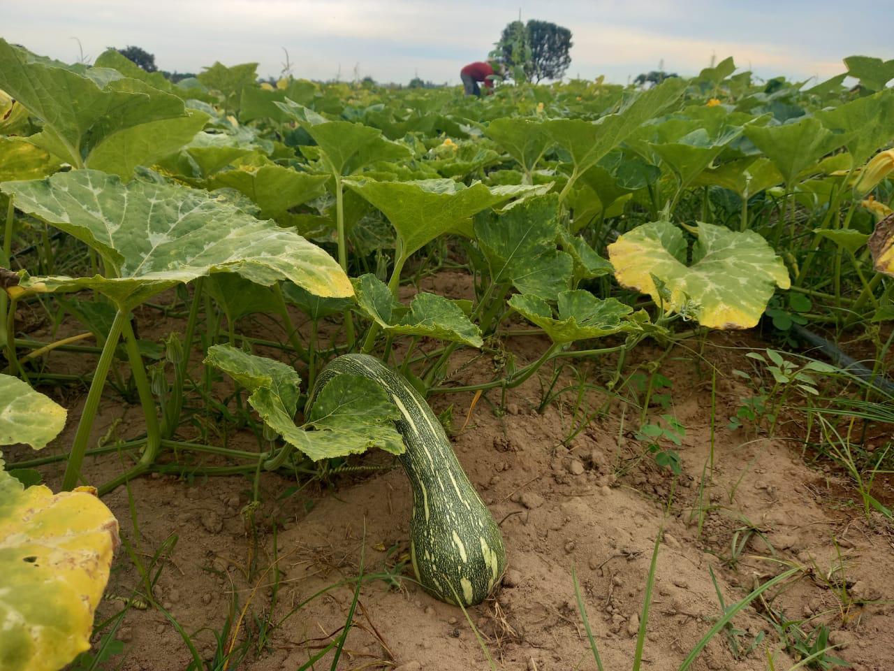 $!La calabaza, otro cultivo que genera empleo.