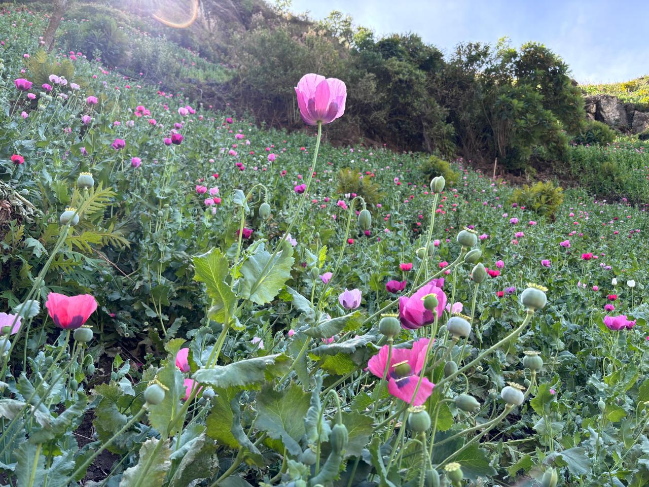 $!Marina localiza y erradica 24 plantíos de amapola en Nayarit