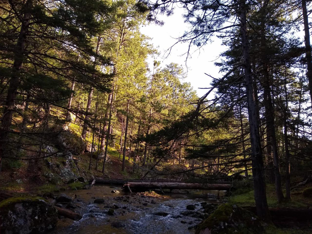 $!El manejo forestal sustentable con enfoque de paisaje permite que preservar el carácter de los bosques del Datemex de Durango como ecosistemas complejos de recursos hídricos, flora y fauna.