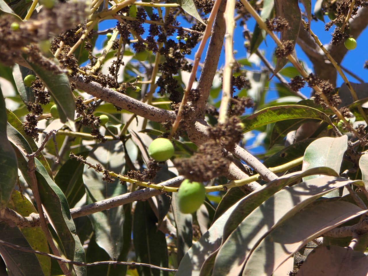 $!Huertas de mango de Rosario sufren el aborto de la fruta por la sequía
