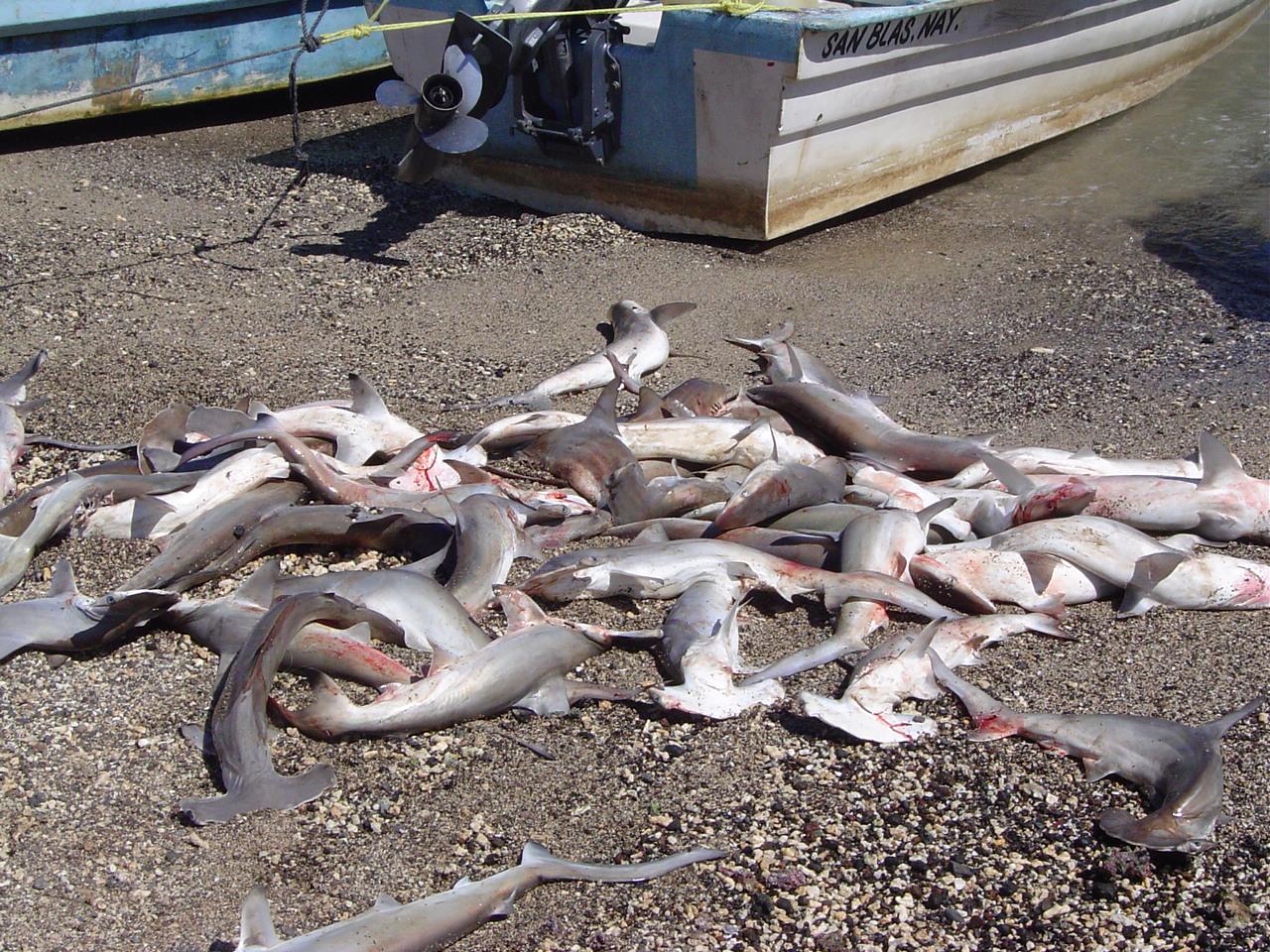 $!Tiburones capturados en Islas Marías según el investigador Amílcar Leví Cupul Magaña.