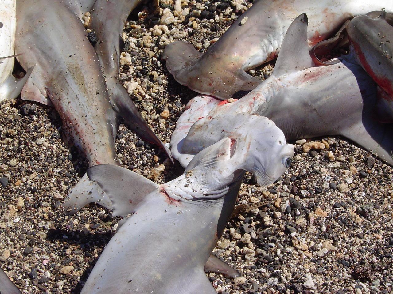 $!Tiburones capturados en Islas Marías según el investigador Amílcar Leví Cupul Magaña.
