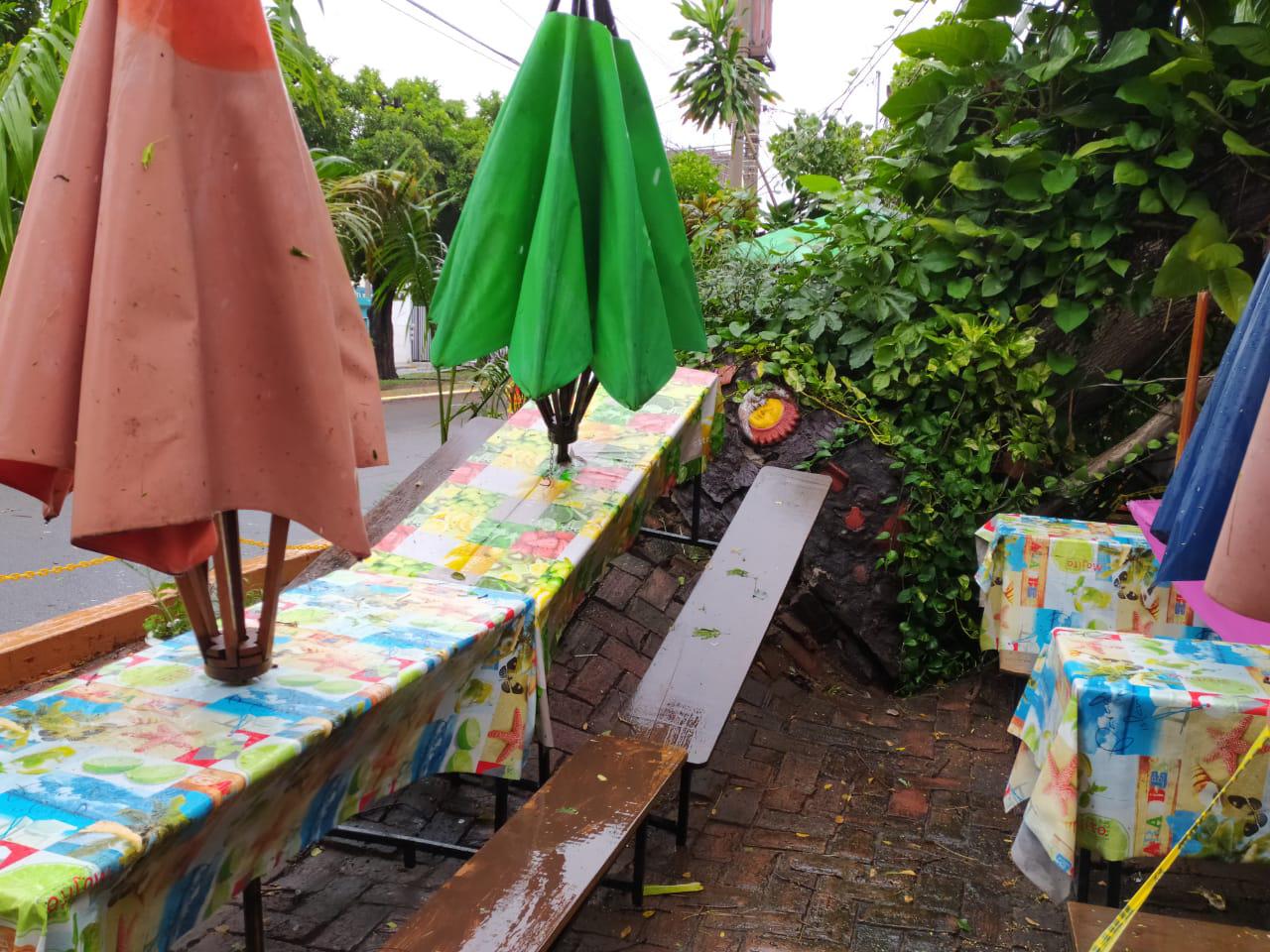 $!Vientos derriban gran árbol sobre Carnitas ‘El Bigotes’, en Mazatlán