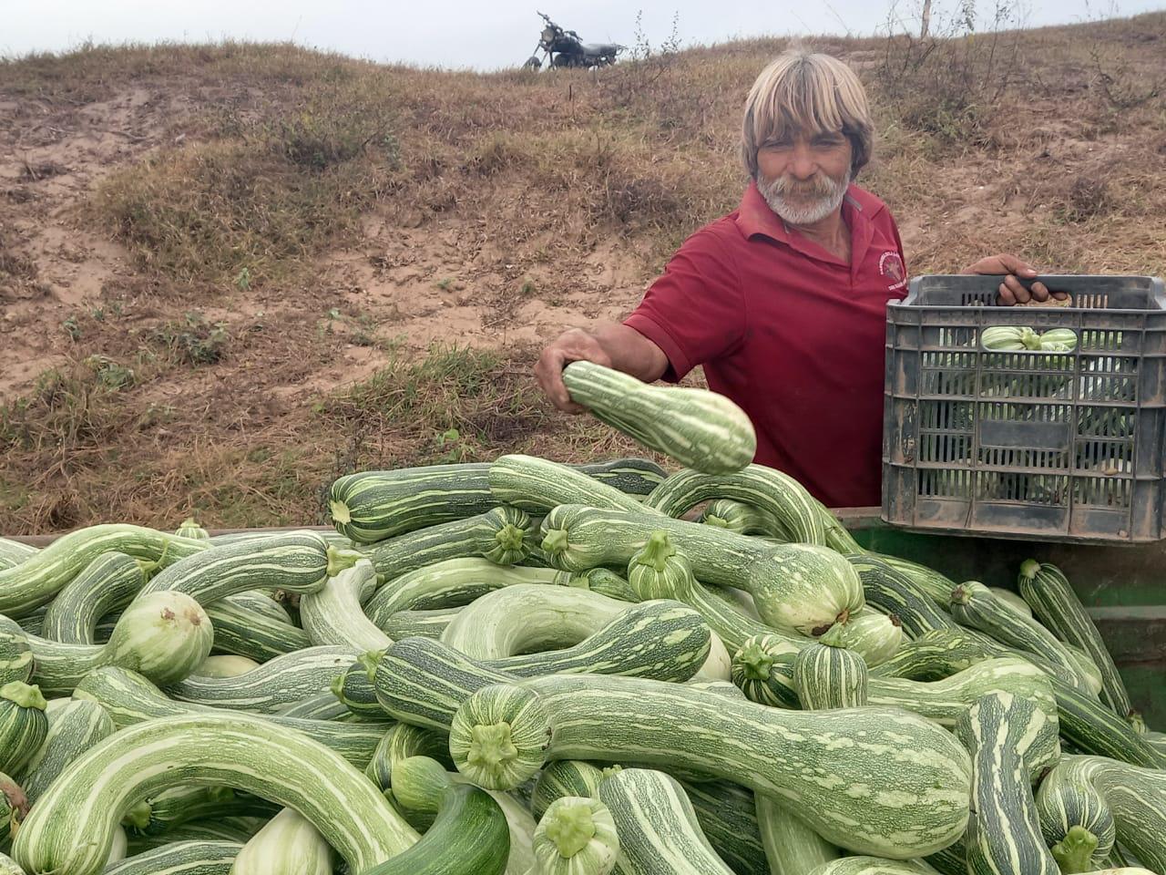 $!Calabaza de calidad se produce en el sur de Sinaloa.