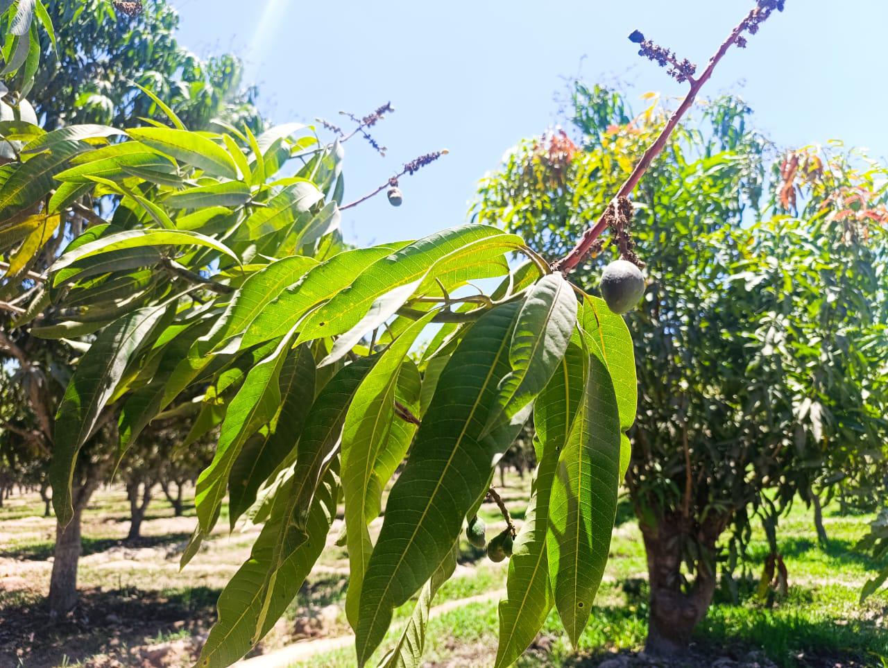 $!Temporada de mango ‘pinta mal’: productores en Escuinapa