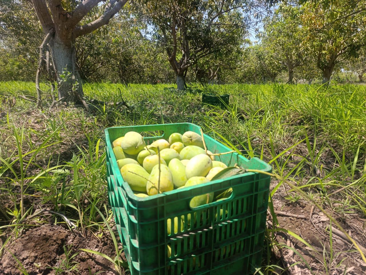 $!Inicia en Escuinapa temporada de mango