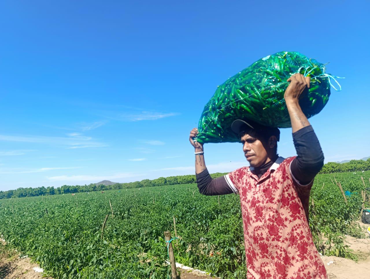 $!Precios bajos de hortalizas afectan a productores de Escuinapa