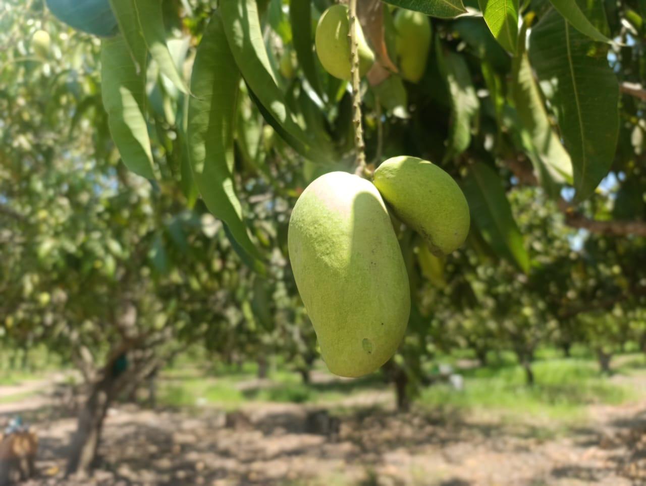 $!Inicia en Escuinapa temporada de mango
