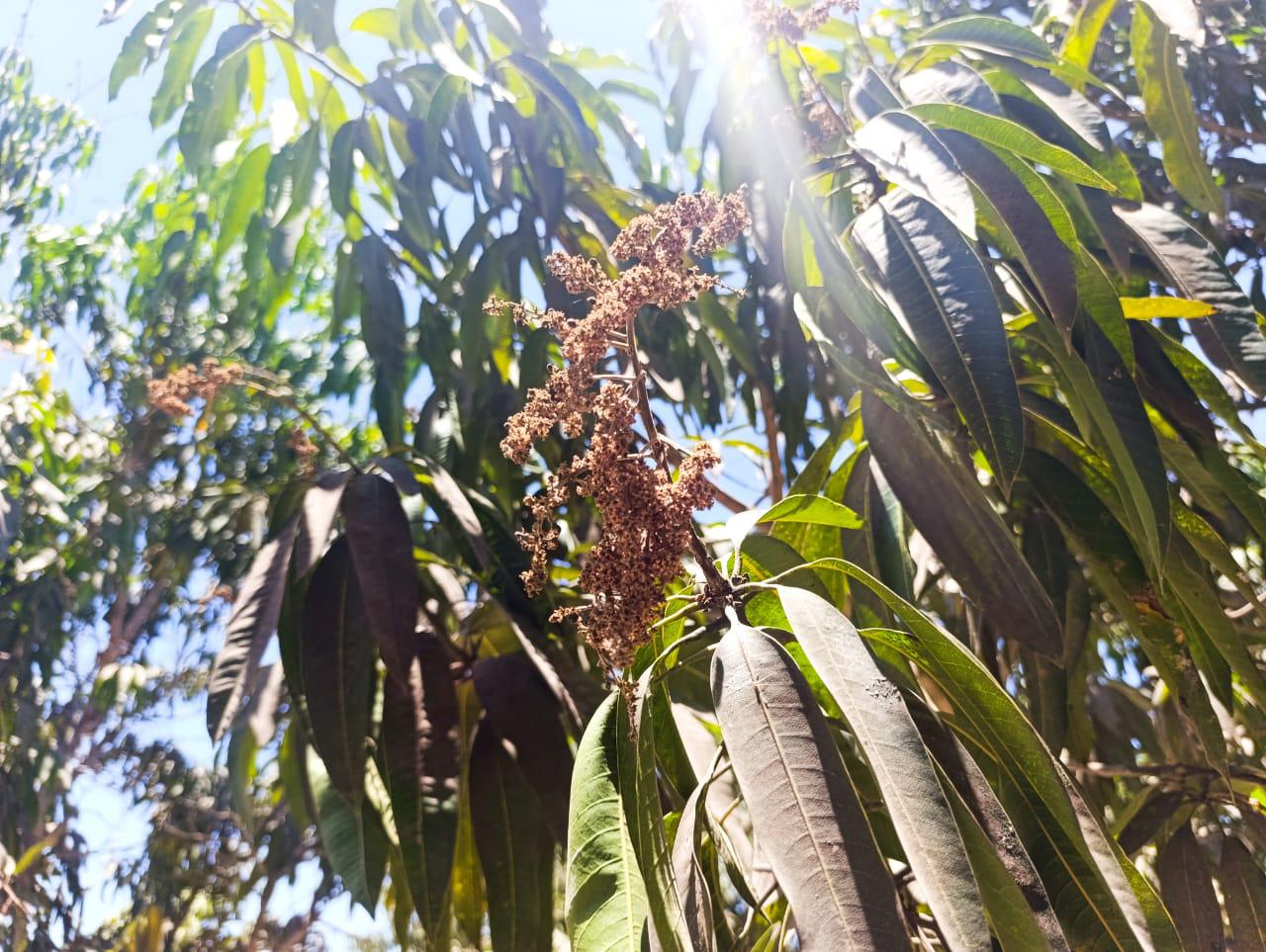 $!Temporada de mango ‘pinta mal’: productores en Escuinapa