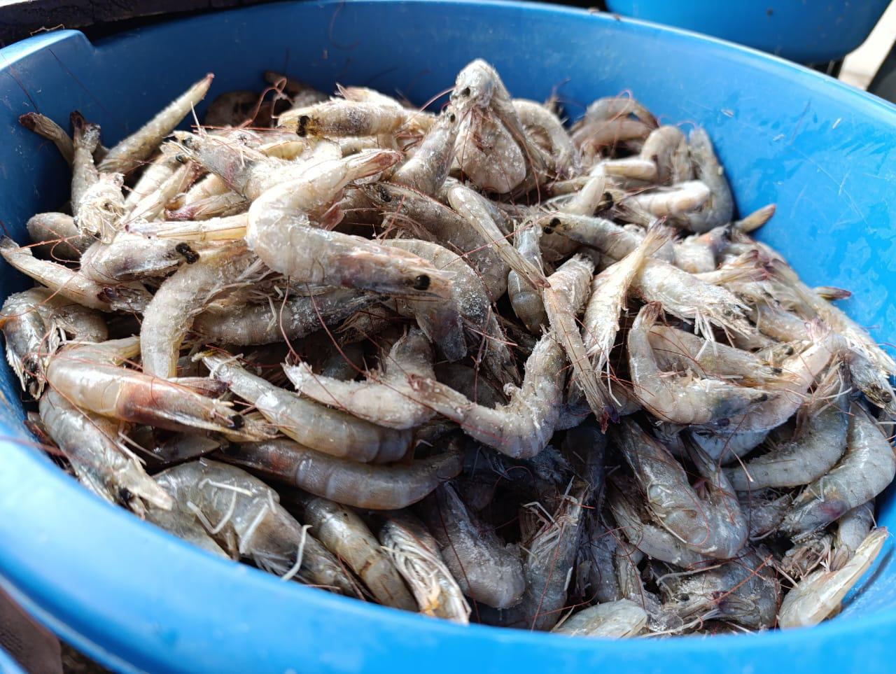 $!Llega la semana esperada para la venta de mariscos en Escuinapa