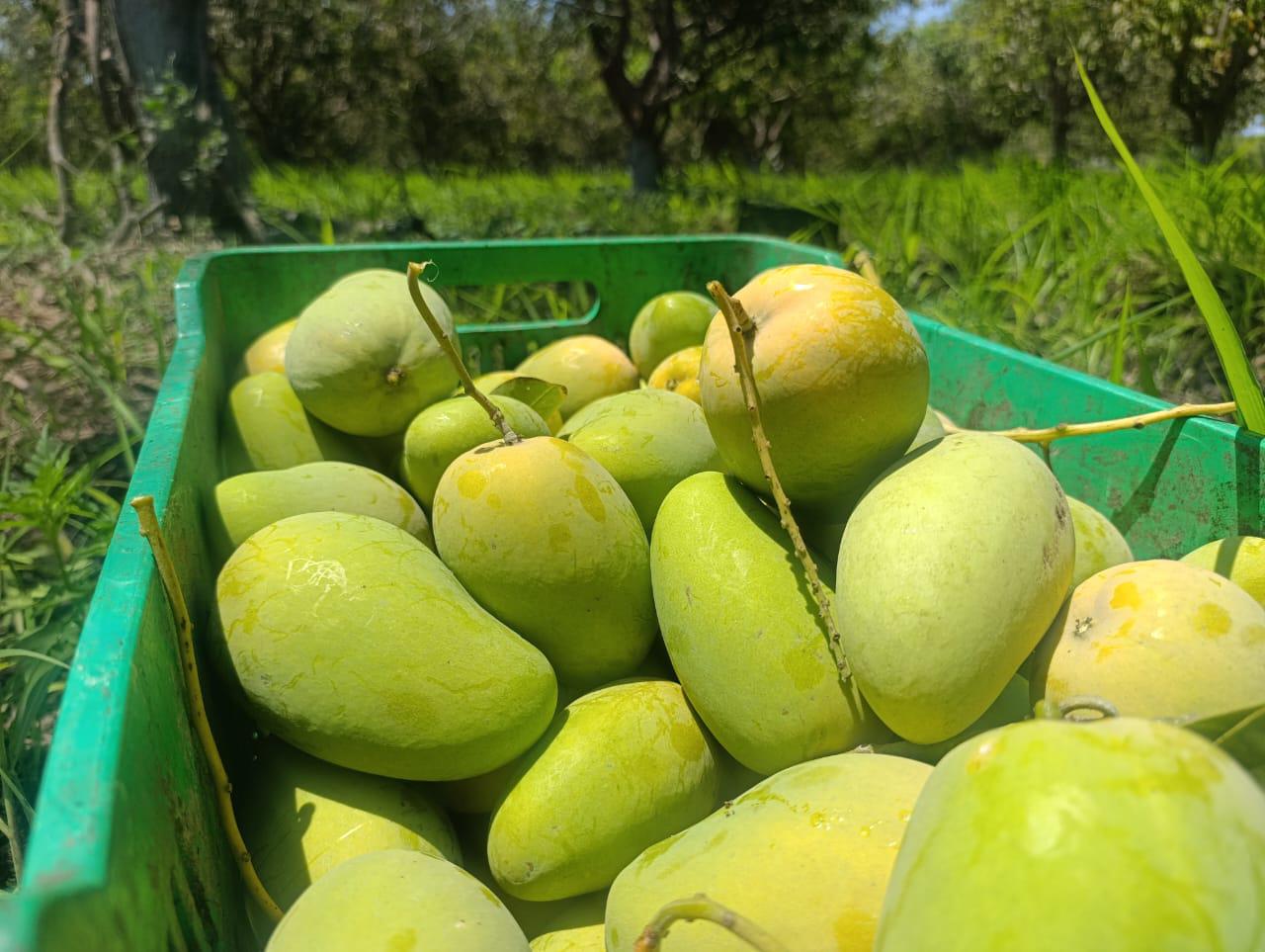 $!Sequía amenaza cosecha de mango en el sur de Sinaloa; podría disminuir un 40%