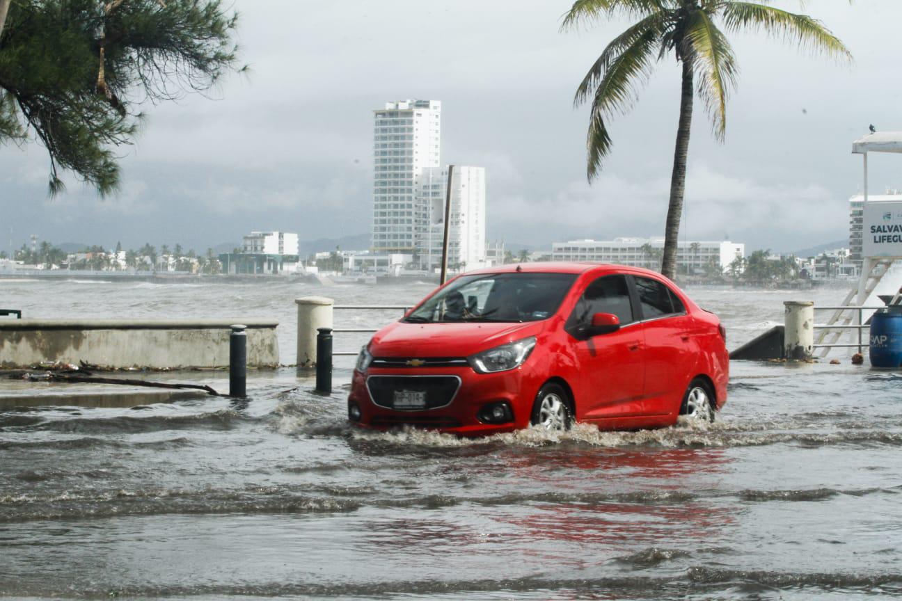 $!Árboles y palmeras caen en Mazatlán por Huracán Pamela; los remueven de las vialidades