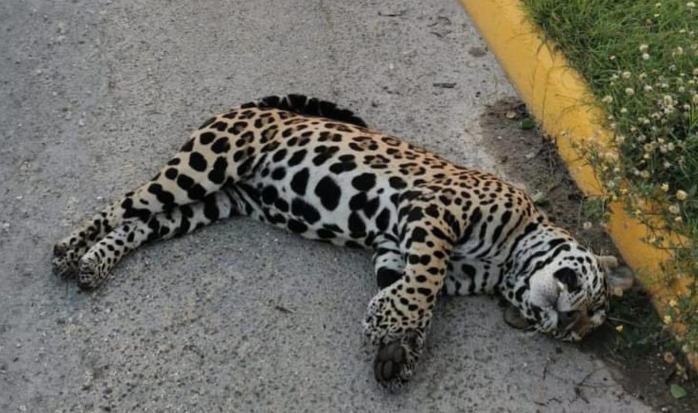 $!Atropellan a un ocelote en carretera de Quintana Roo; acusan a obras del Tren Maya; AMLO lo niega