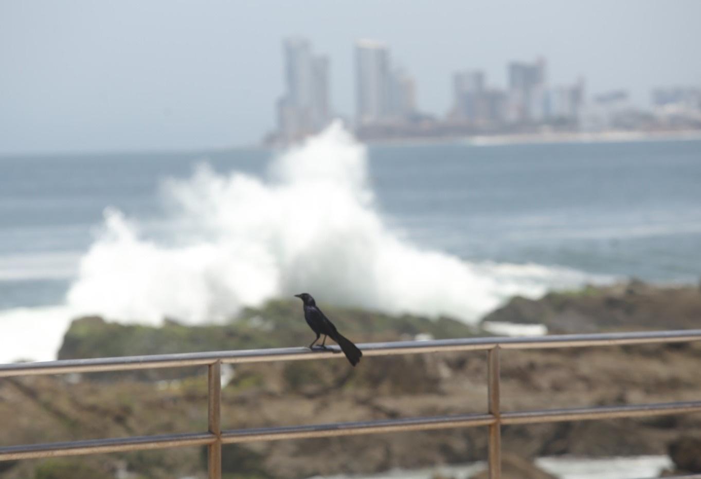 $!Registra Mazatlán oleaje máximo de 1.5 metros de altura