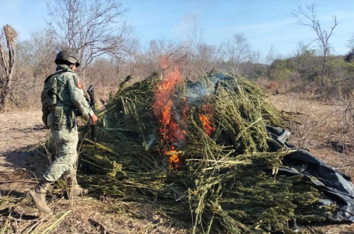 $!Aseguran laboratorios clandestinos y secaderos de marihuana en Culiacán