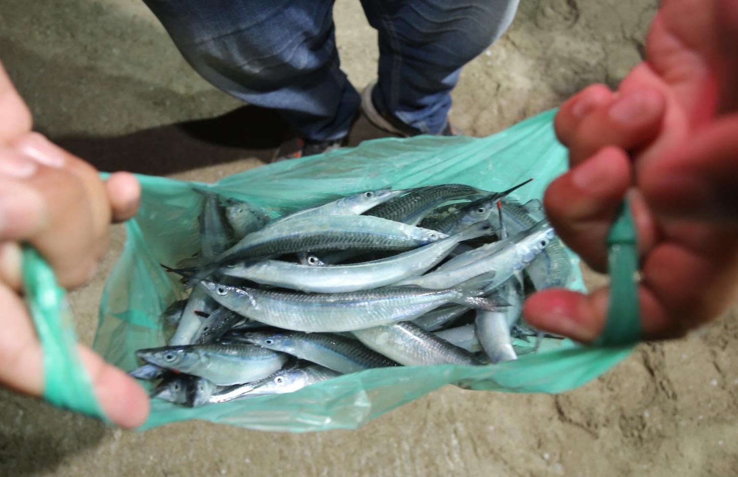 $!Llega el ‘pajarito’ a Mazatlán; pescadores sacan buen botín en su segundo día en altamar