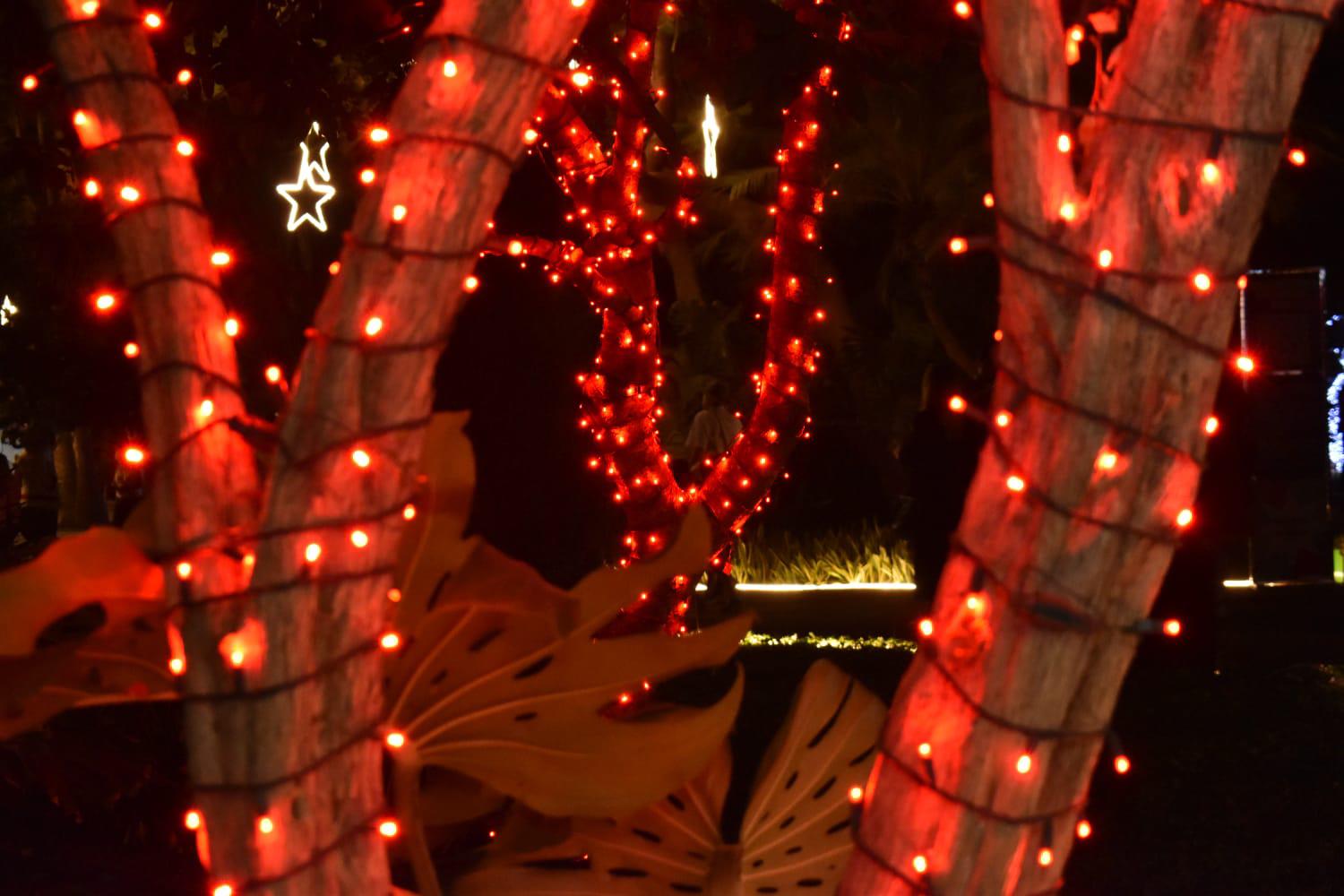 $!Encienden las luces y llega la magia de la Navidad al Botánico