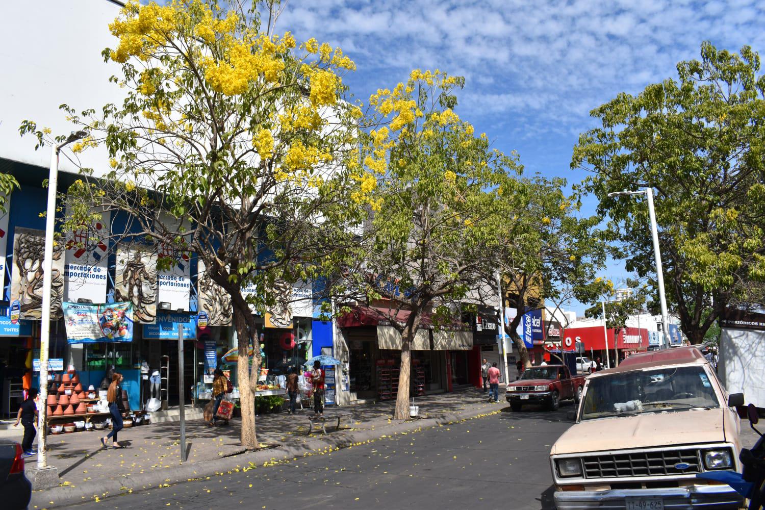 $!Las amapas colorean el Centro Histórico de Culiacán